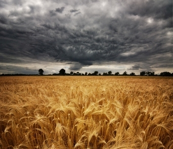 Viking In The  Wheat  Field