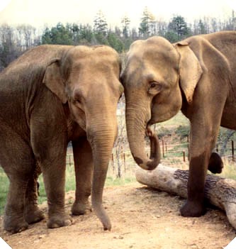 Elephantsanctuary